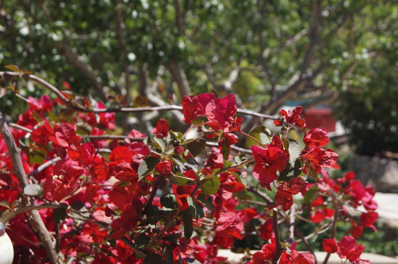 Les Jardins De Santa Giulia - Charmante Chambre D'Hote 2 بورتو فيكشْيو المظهر الخارجي الصورة
